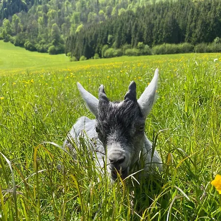Casa de Férias Hirzbachgut *