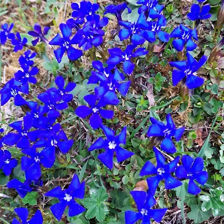 Nyaraló Hirzbachgut