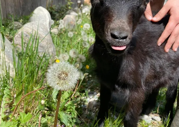 Hirzbachgut Fusch an der Grossglocknerstrasse