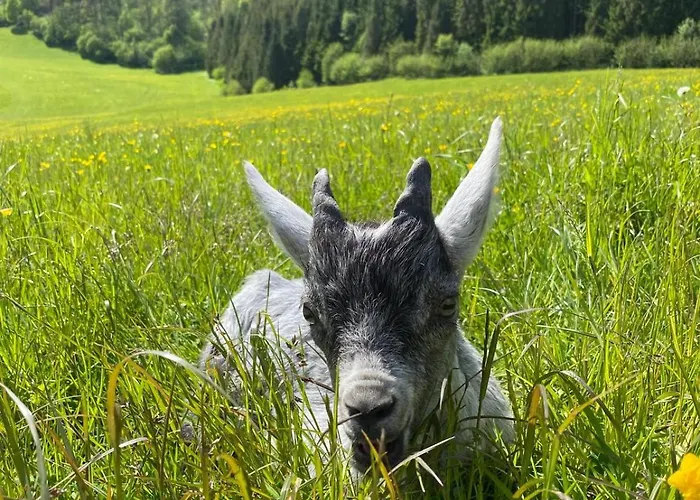 Ferienhaus Hirzbachgut *